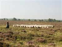 Gelderse Hoeve 6 personen