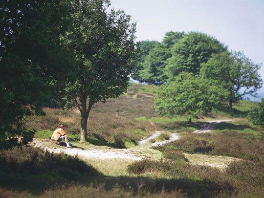 Bos en heide