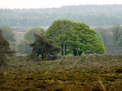 Bos en heide