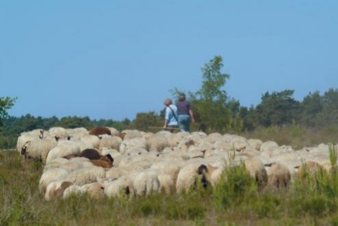 Foto 15, Bospark De Schaapskooi