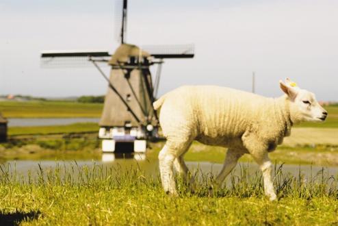 Foto 4, Kustpark Texel