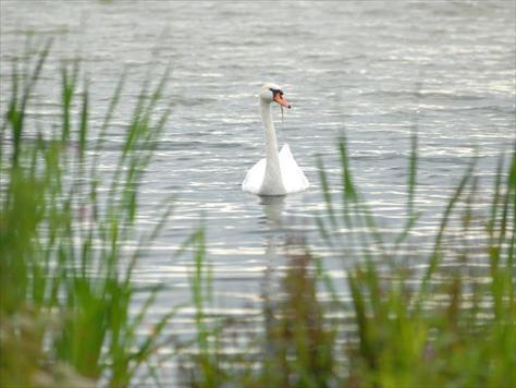 Foto 5, Boschmolenplas