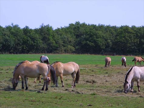 Foto 6, Drentse Vennen