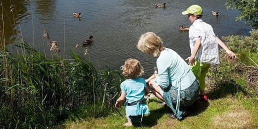 Eendjes eten geven