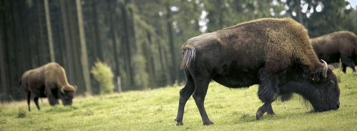 Dieren in het bos