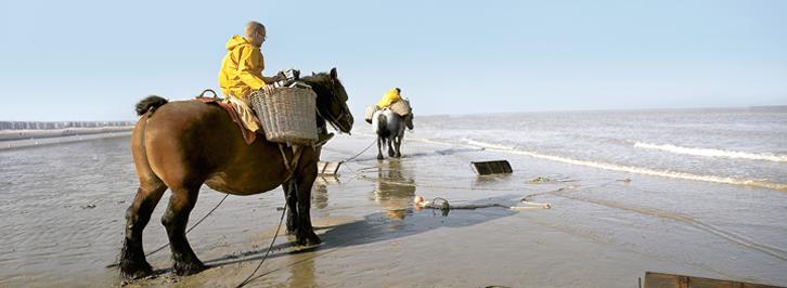 Paardrijden aan zee