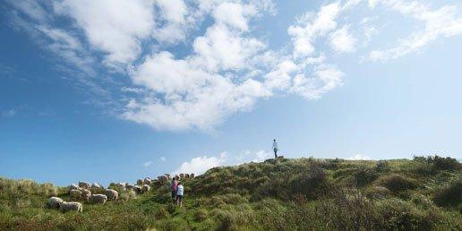 Wandelen langs de schapen en heide