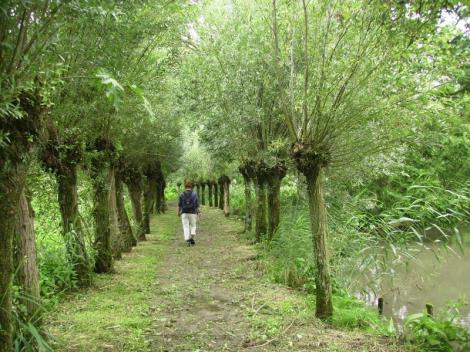 De Biesbosch (Drimmelen)