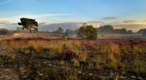 Loonse en Drunense Duinen