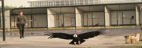 Roofvogelshow