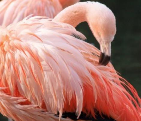 Dierenpark Amersfoort