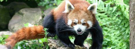 Dierenpark Wissel
