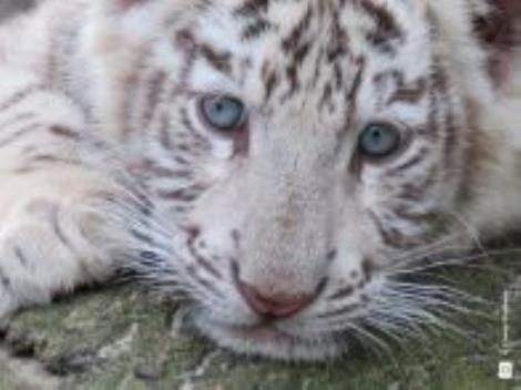 Olmense Zoo